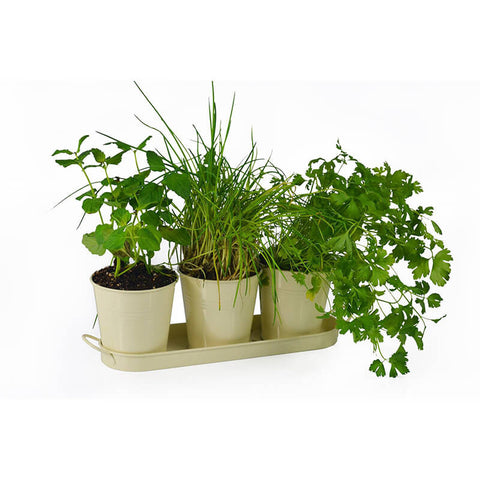 Maximus quam posuere