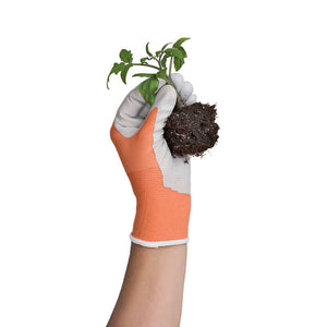 Maximus quam posuere